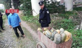 吃瓜最新事件爆料介休,吃瓜群众揭秘最新事件内幕